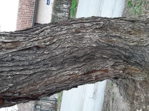 Old Bole Stock Photos