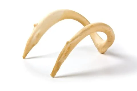 Old bone of an animal Stock-Fotos
