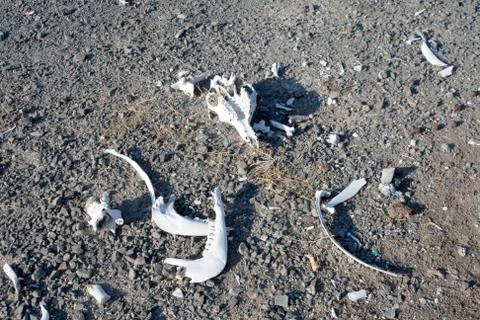 Old bones lying in the hot desert Stock Photos