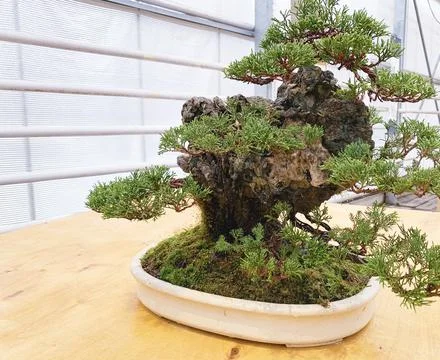 Old bonsai tree composition. Chinese juniper. Foto stock