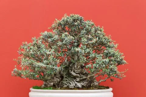 Old bonsai tree Stock-Fotos