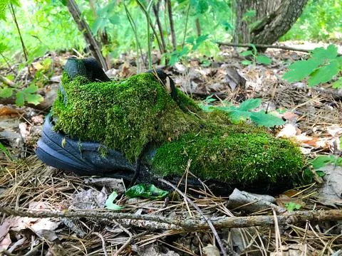 Old boot in the forest, overgrown with moss. Stock Photos