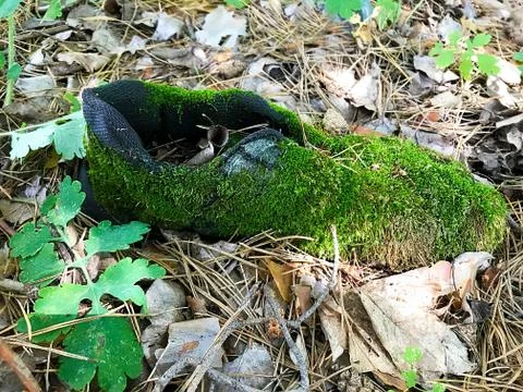 Old boot in the forest, overgrown with moss. Stock Photos