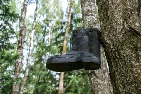 An old boot is nailed to a tree. Stock Photos
