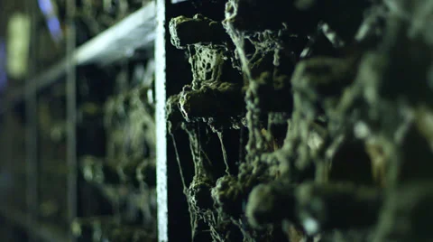 Old bottles of wine in storage Stock Footage 34416178