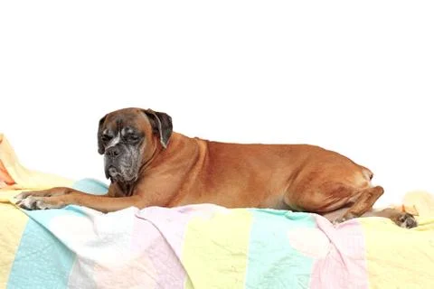 Old boxer breed Stock Photos