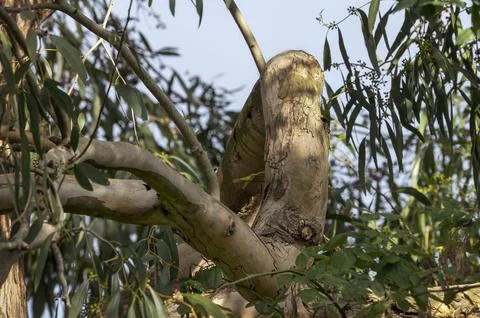 Old branch of  Eucalyptus tree Foto stock