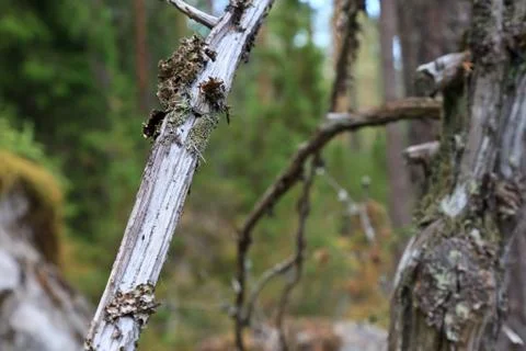 Old branch Stock Photos