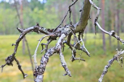 Old branch Stock Photos
