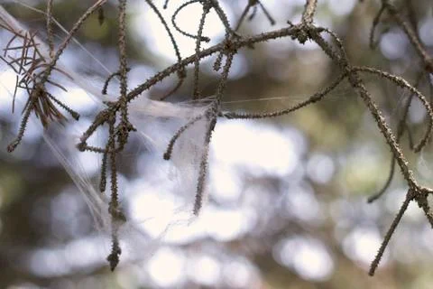 The old branch of a tree in a web Stock Photos