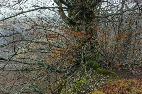 Old branched tree Stock Photos