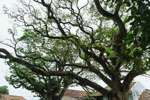 Old branches of a tree with against the sky and roofs of houses Stock Photos