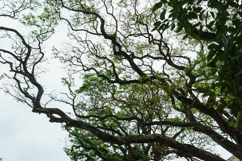 Old branches of a tree with a sky background Stock Photos