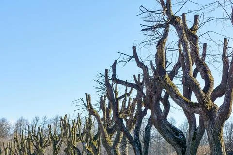 Old branchy tree without foliage Stock Photos