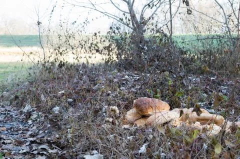 Old breads in the nature Stock Photos