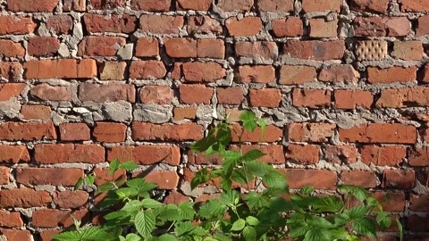 Old breick wall and plant. Sunny wall red brick background and a raspberry bush Stock Footage 244858890