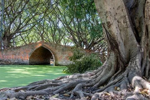 Old brick bridge with massive tree roots on the shore Stock Photos