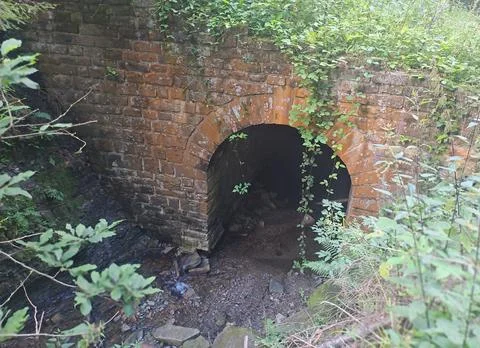 Old brick bridge surrounded by lush vegetation in a forest. Stock Photos