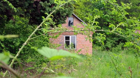 Old brick cabin viewed through sharp rosehip brier thorns close up Video stock 336970776