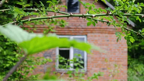 Old brick cabin viewed through sharp rosehip brier thorns close up Stock Footage 336971124