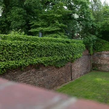 Old brick defensive wall densely overgrown with green ivy towering over a moat Фото