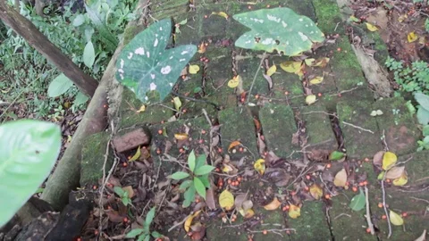 Old brick path in woods beside small body of water Video stock 122307370