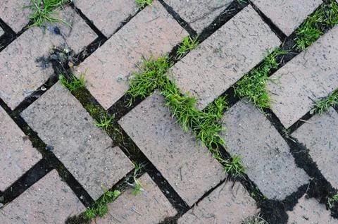 Old brick pattern in zigzag design with grass growing in between the cracks Stock Photos