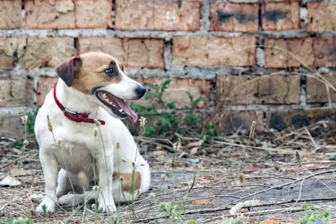 Old brick wall background and a dog Jack Russell Terrier sitting next to the a Stock Photos