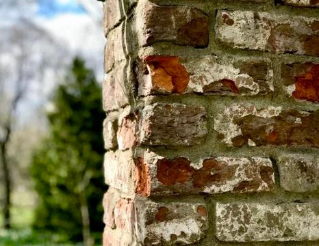 Old brick wall on the background of trees Stock Photos