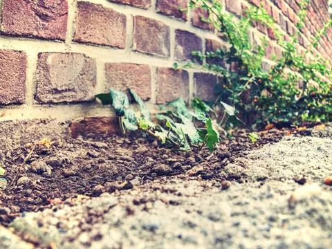 Old brick wall with a blur at an angle Angled old narrow vintage authentic... Foto stock