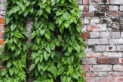 Old brick wall with a climbing green plant Stock Photos