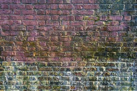 Old brick wall covered with green algae like layer and white colour Foto stock