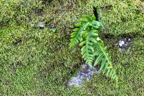 Old brick wall with cracks and plant growing inside the crack. New life and h Stock Photos