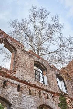 Old brick wall of a destroyed building with a tree growing on top. Abandoned Stock Photos