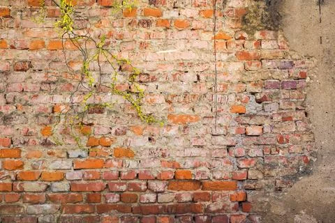Old brick wall. grunge surface with plant in front Foto stock