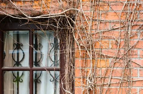 Old Brick Wall With Leafless Vines Crawling Around A Window With Iron Grille Stock Photos