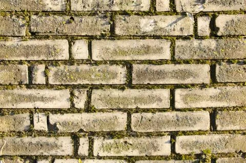 Old brick wall with moss in the evening sun Stock-Fotos