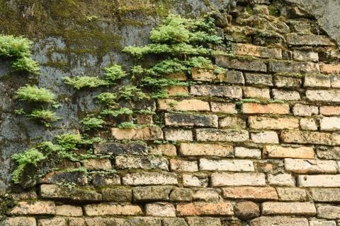 The old brick wall with moss Stock Photos