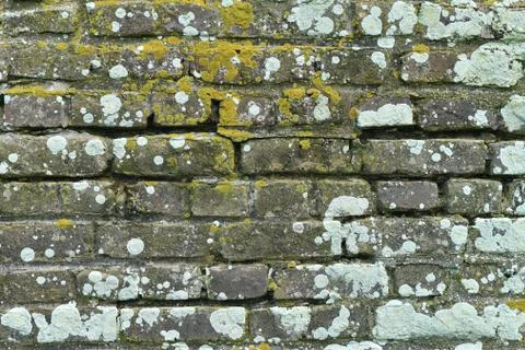Old Brick Wall with Moss Foto stock