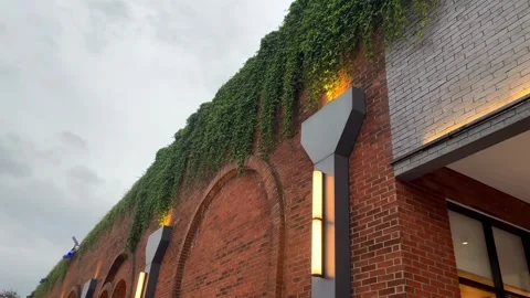 An old brick wall overgrown with Climbing plants under a dramatic cloudy sky. Stock Footage 320475589