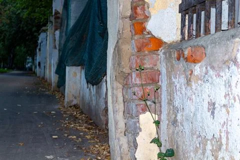 Old brick wall with peeling plaster and green net in urban street background Stock Photos