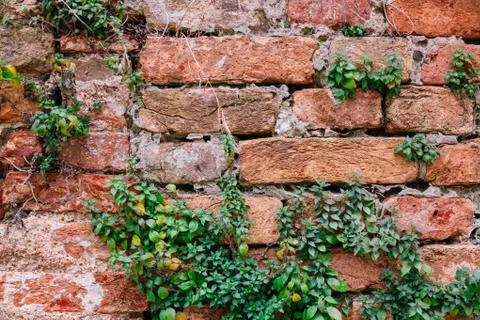 Old brick wall with plants Stock Photos