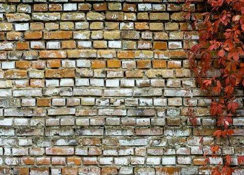 Old brick wall with sprouts as a rough background Stock Photos
