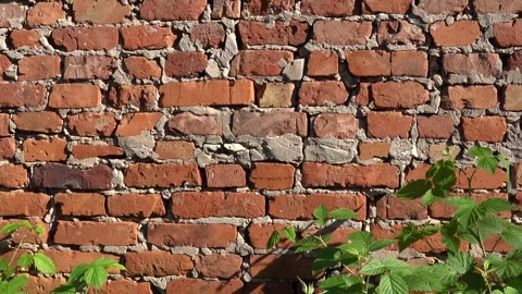 Old brick wall in the sun. Green leaves and red brick Wall. Stock Footage 247451027