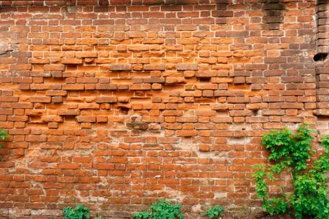 Old brick wall texture with green plants. Background. Stock Photos