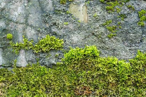 Old brick wall texture with moss Stock-Fotos