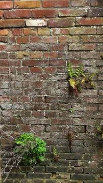 Old brick wall texture with plants 스톡 사진