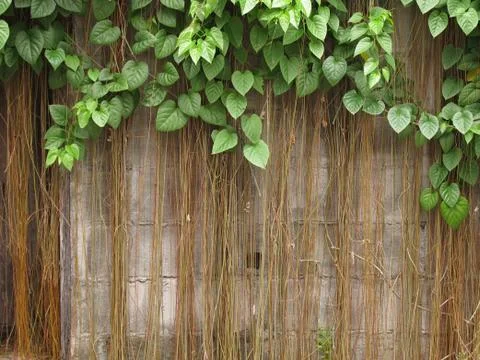 Old brick wall with the tree Foto stock