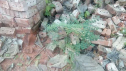 Old bricks on the hill forest 스톡 사진