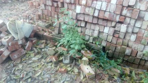 Old bricks on the hill forest 스톡 사진